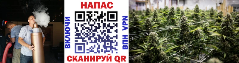 наркотики  Шахунья  Канабис планчик 